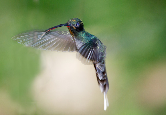 Green Hermit (Phaethornis guy)