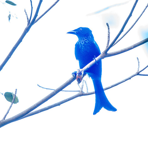 Spangled drongo (Dicrurus bracteatus)