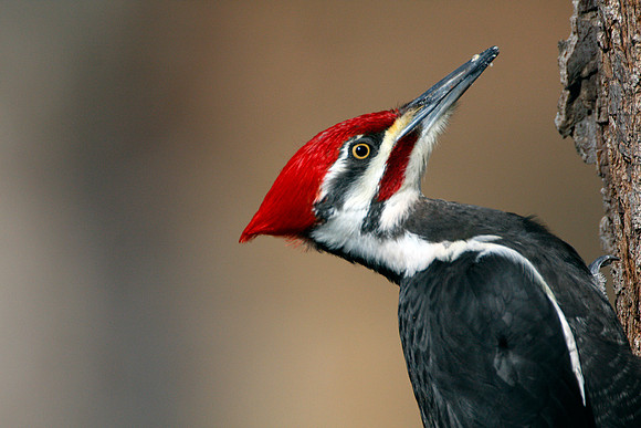 Pileated Woodpecker (Dryocopus pileatus) male