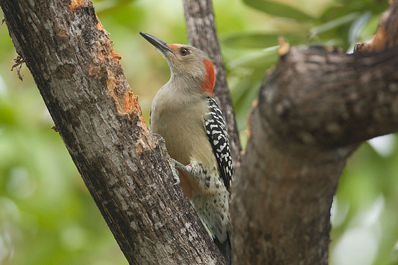 Red-bellied Woodpecker (Melanerpes carolinus) female