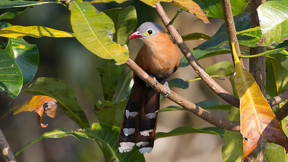 Black-bellied Cuckoo (Piaya melanogaster)
