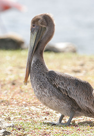 Brown Pelican (Pelecanus occidentalis)