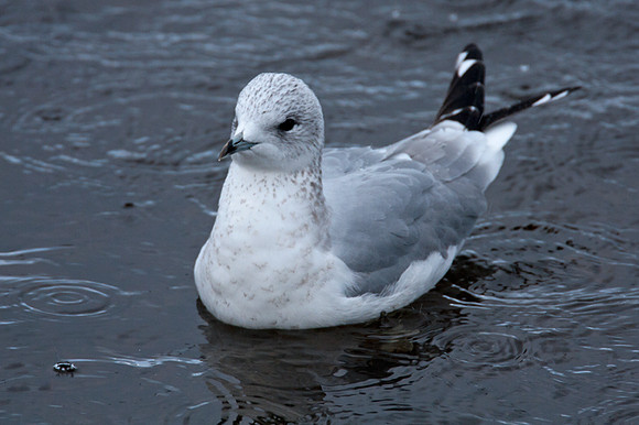 Common Gull (Larus canus)