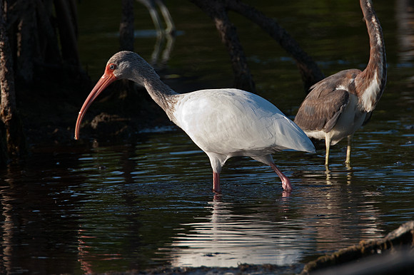 American White Ibis (Eudocimus albus)