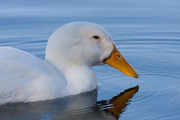 Pekin Duck (Anas peking) also known as Long Island Duck