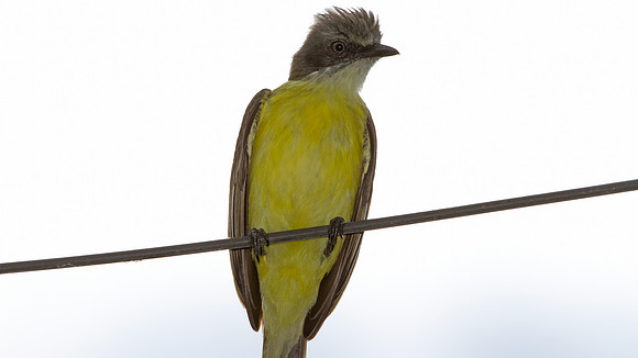Grey-capped Flycatcher (Myiozetetes granadensis)