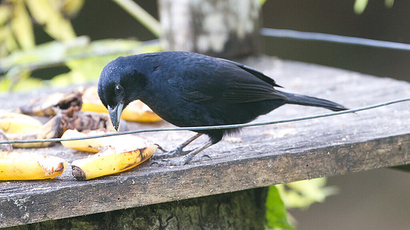 White-lined Tanager (Tachyphonus rufus) male