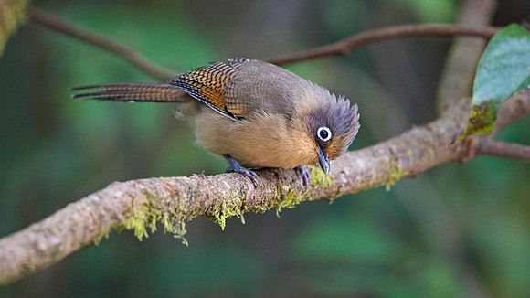 Spectacled barwing (Actinodura ramsayi)
