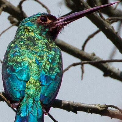 Bluish-fronted Jacamar (Galbula cyanescens)