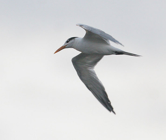 Royal Tern (Thalasseus maximus)