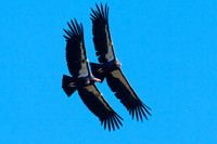 California Condor (Gymnogyps californianus)