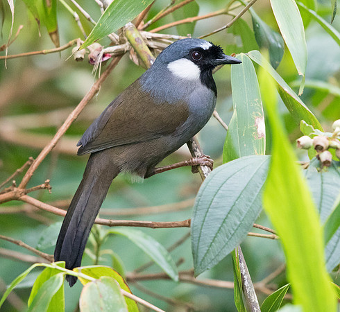 Black-throated laughingthrush (Garrulax chinensis)