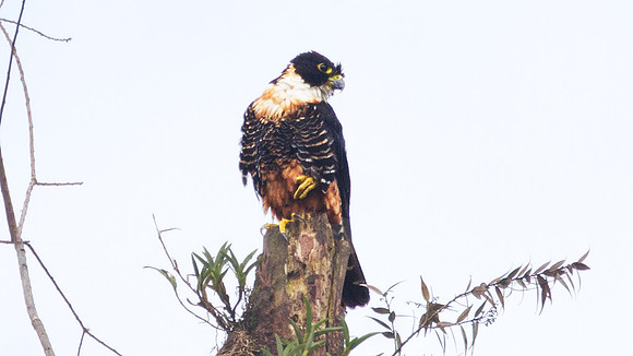 Orange-breasted Falcon (Falco deiroleucus)
