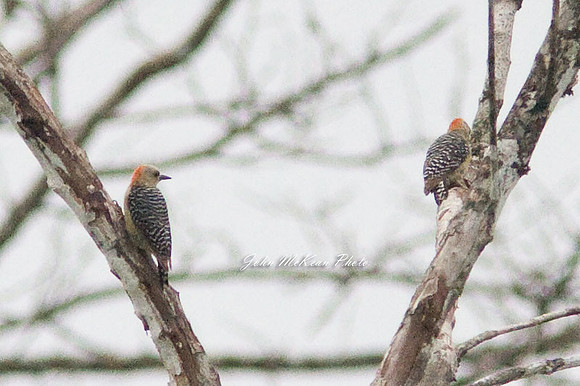 Red-crowned Woodpecker (Melanerpes rubricapillus)