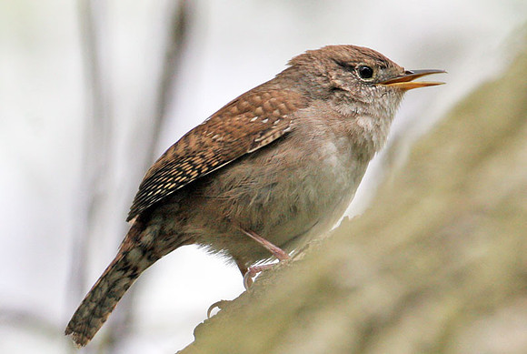 House Wren (Troglodytes aedon)