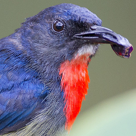 Bornean Flowerpecker (Dicaeum monticolum)