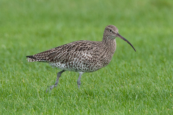 Eurasian Curlew (Numenius arquata)