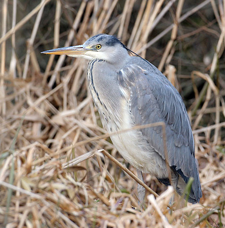 Grey Heron (Ardea cinerea)