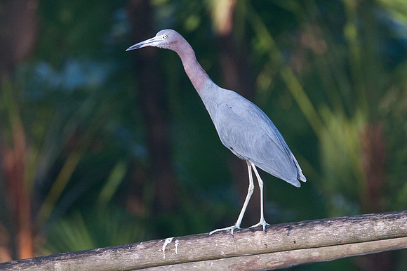 Little Blue Heron (Egretta caerulea)
