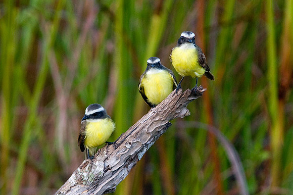 Social Flycatcher (Myiozetetes similis)