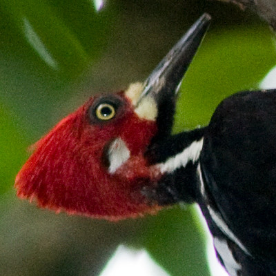 Crimson-crested Woodpecker (Campephilus melanoleucos)