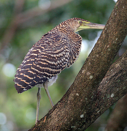 Bare-throated Tiger Heron (Tigrisoma mexicanum) juvenile