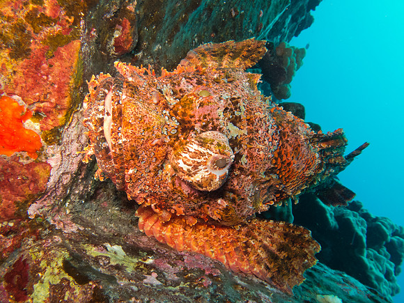 Titan Scorpion Fish (Scorpaenopsis cacopsis)