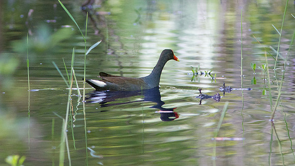 Common Moorhen (Gallinula chloropus)