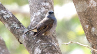ʻŌmaʻo (Myadestes obscurus)