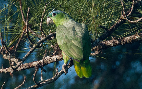 Mealy Amazon (Amazona farinosa) also known as Mealy Parrot