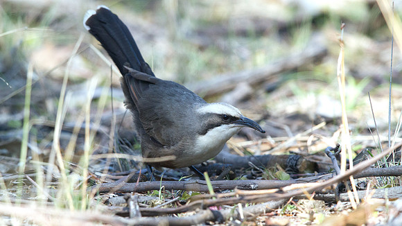 Grey-crowned babbler (Pomatostomus temporalis)