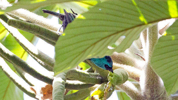 Blue-necked Tanager (Tangara cyanicollis)