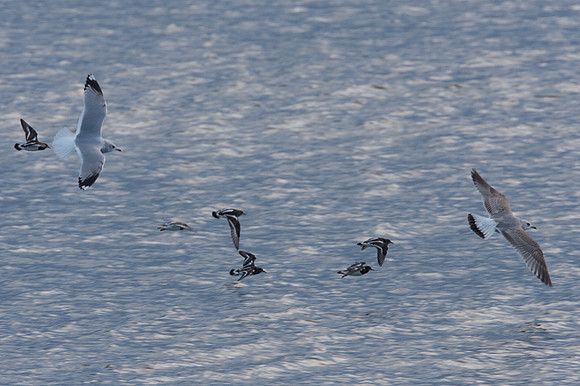 Ruddy Turnstone (Arenaria interpres), Common Gull (Larus canus) adult and juvenile