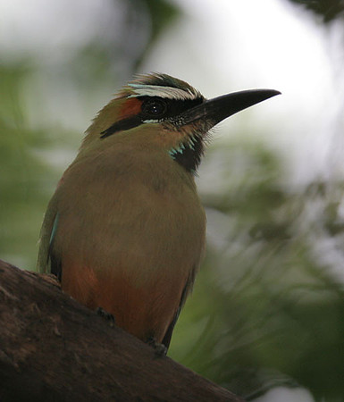 Turquoise-browed Motmot (Eumomota superciliosa)