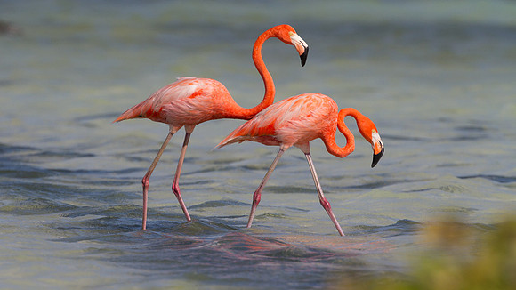 American Flamingo (Phoenicopterus ruber)