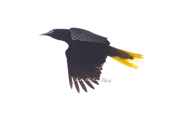 Black Oropendola (Psarocolius guatimozinus)