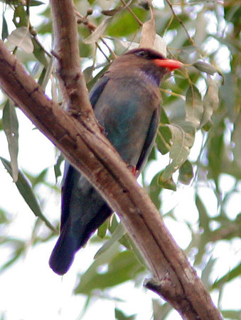Oriental Dollarbird (Eurystomus orientalis) also known as Dollar Roller