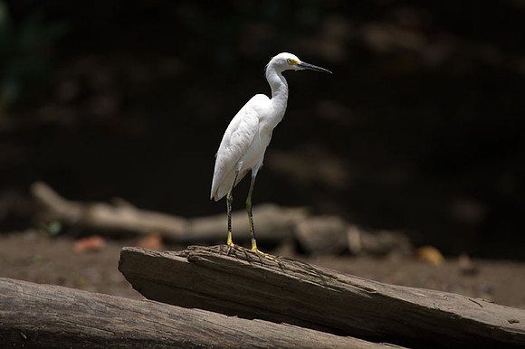 Snowy Egret (Egretta thula)