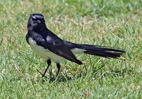 Willie Wagtail (Rhipidura leucophrys)