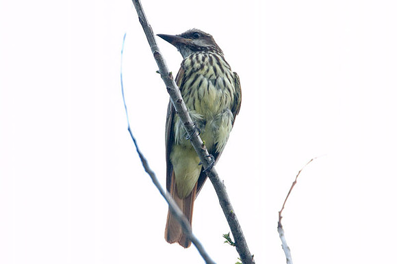 Sulphur-bellied Flycatcher (Myiodynastes luteiventris)