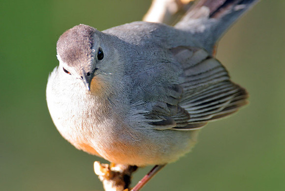 Gray Catbird (Dumetella carolinensis)