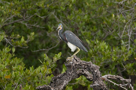 Tricolored Heron (Egretta tricolor)