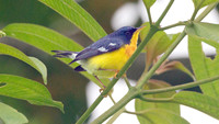 Tropical Parula (Setophaga pitiayumi)