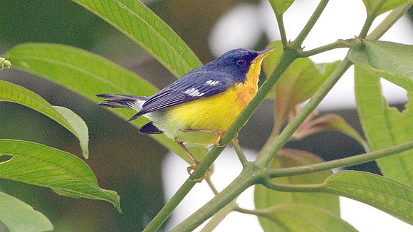 Tropical Parula (Setophaga pitiayumi)