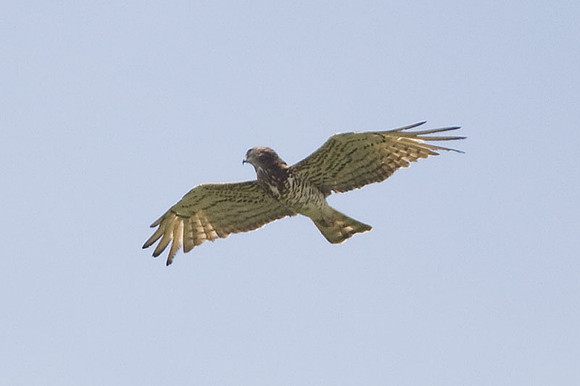 Short-toed Snake Eagle (Circaetus gallicus) also known as Short-toed Eagle