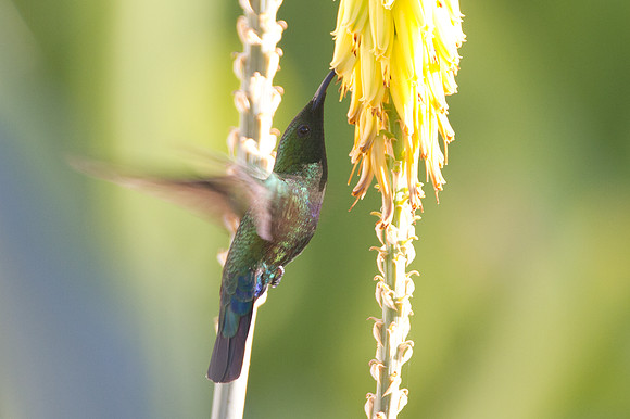 Green-throated Carib (Eulampis holosericeus)