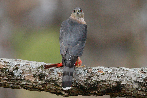 Cooper's Hawk (Accipiter cooperii)