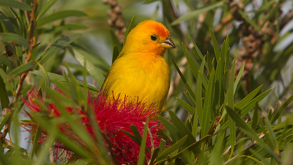 Saffron Finch (Sicalis flaveola) Male