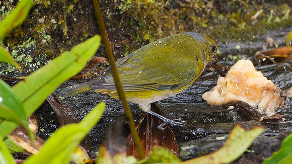Bronze-green Euphonia (Euphonia mesochrysa)