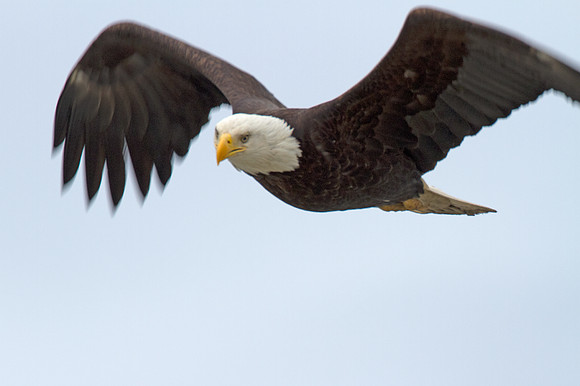 Bald Eagle (Haliaeetus leucocephalus)